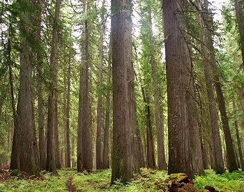 Western Red Cedar Forest Grove