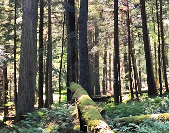 Eastern Hemlock Forest Grove