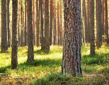 Southern Yellow Pine Forest Grove