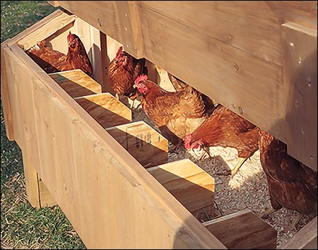 Board & Batten Chicken Coop