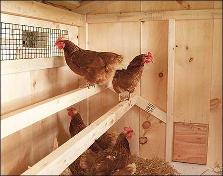 Board & Batten Chicken Coop