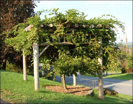 White Cedar Rustic Log Garden Pergola